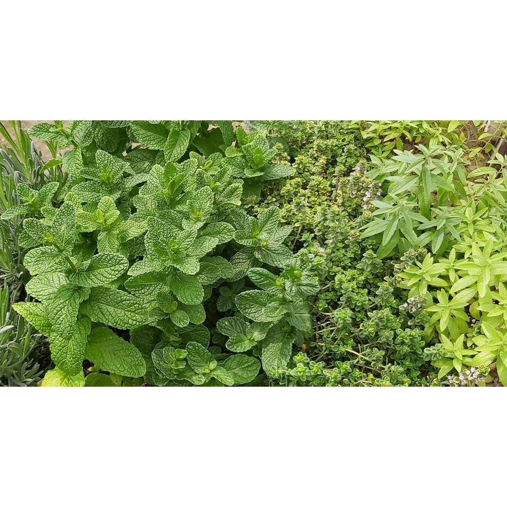 Aromáticas